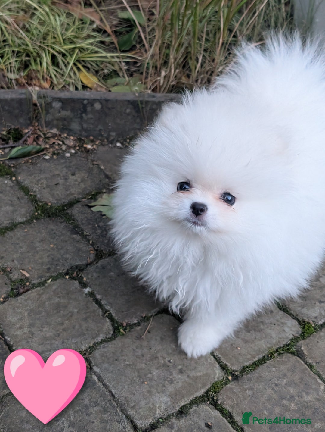 Pomeranian dogs for sale: ☁️RARE SOLID WHITE POMERANIANS ☁️ - Image 10