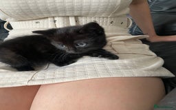 Mixed Breed cats for sale: Sweet kittens  - Image 6