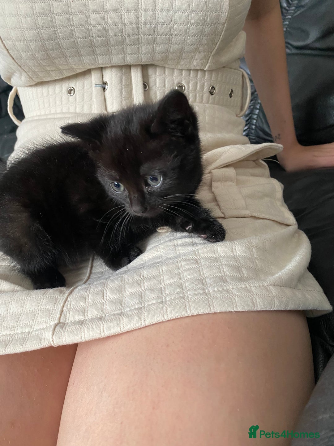 Mixed Breed cats for sale: Sweet kittens  - Image 6