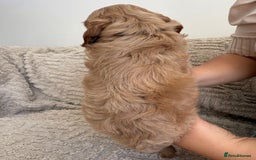 Cockapoo dogs for sale: Stunning F1B Merle Cockapoo Puppies!!!! - Image 19
