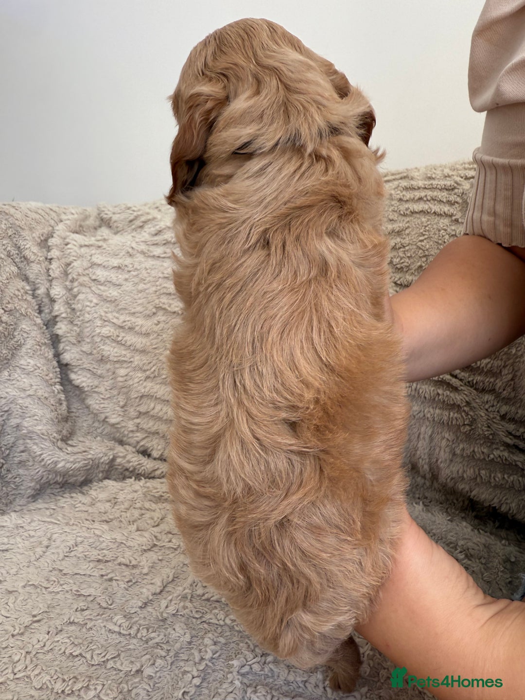 Cockapoo dogs for sale: Stunning F1B Merle Cockapoo Puppies!!!! - Image 19