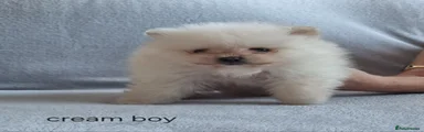 Cream boy