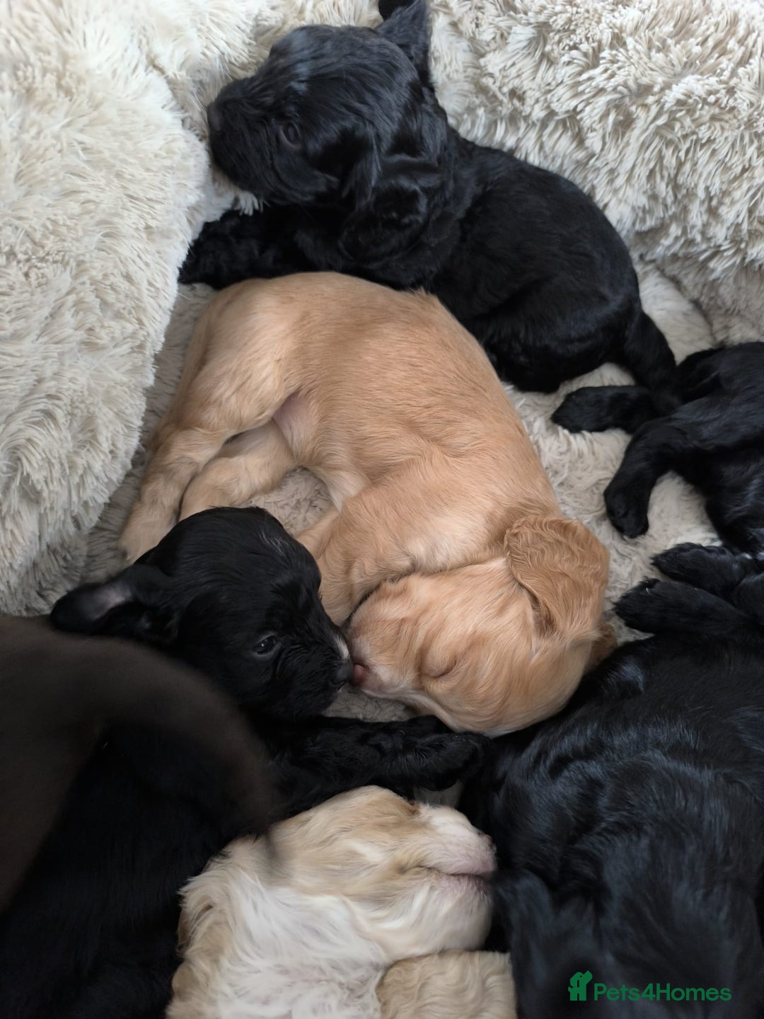 Cockapoo dogs for sale: Adorable Cockapoo puppies  - Image 3