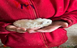 Guinea Pig rodents for sale: Texel and Lunkarya Guinea Pigs - Image 4