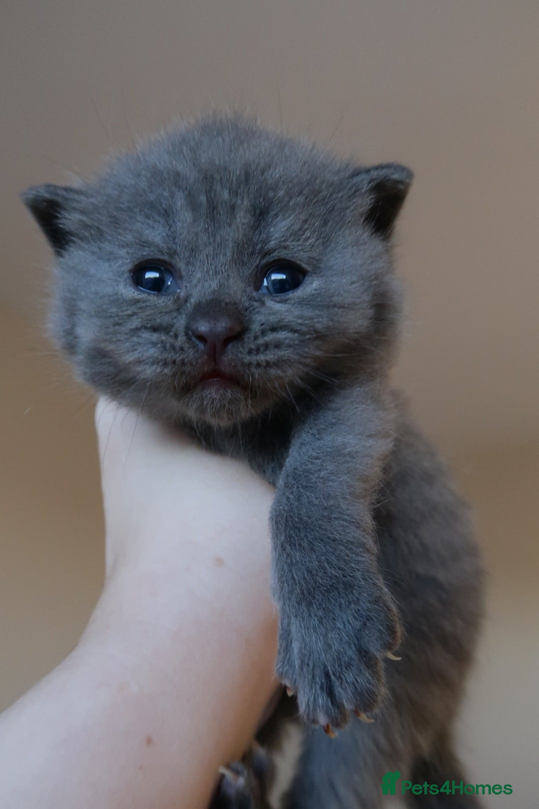 British Shorthair cats for sale: 2 left -GCCF Registered British Shorthair Kittens  - Advert 13
