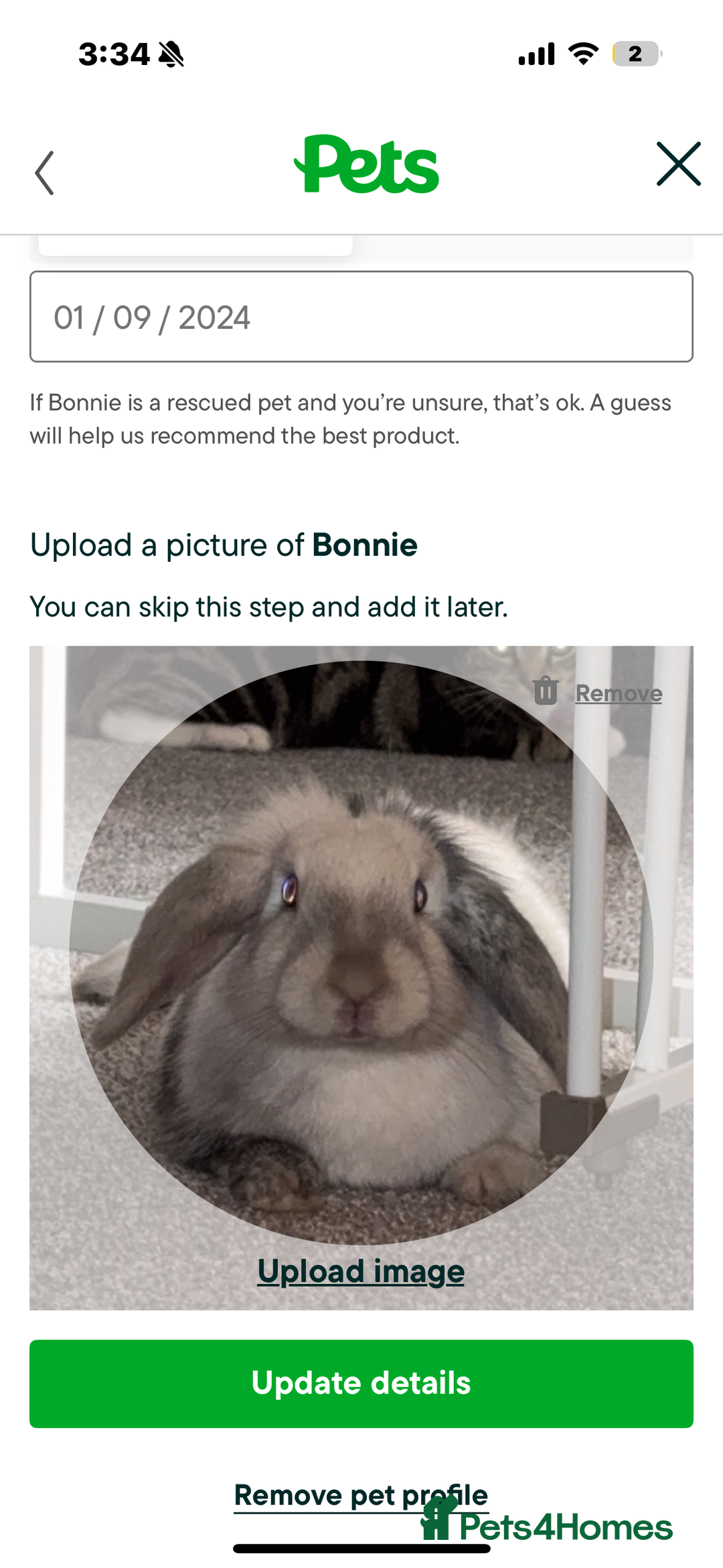 Lionhead rabbits for sale: Bonnie the rabbit  - Image 7