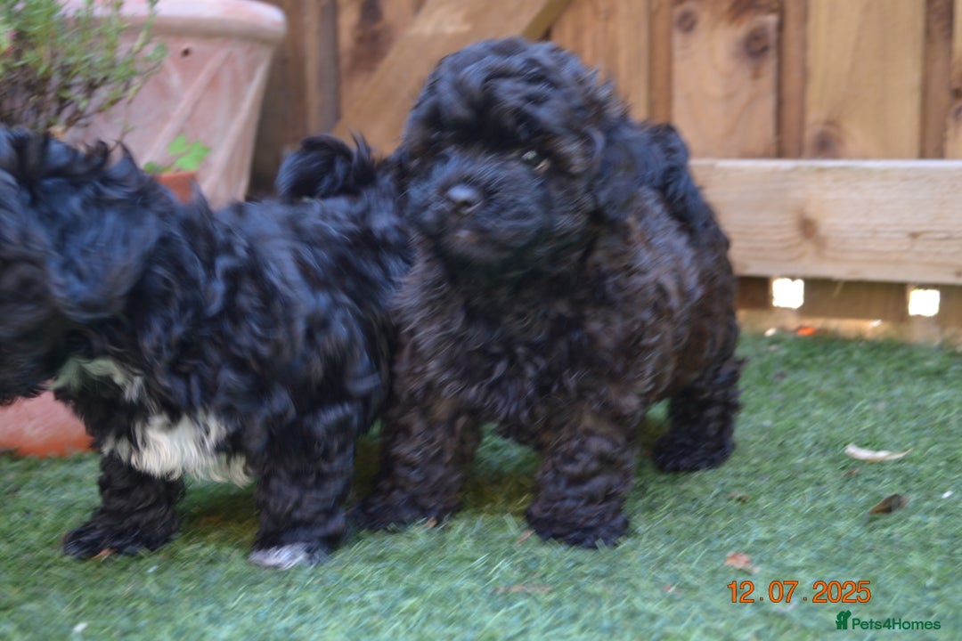 Shihpoo dogs for sale: rare black shipoos - Image 25