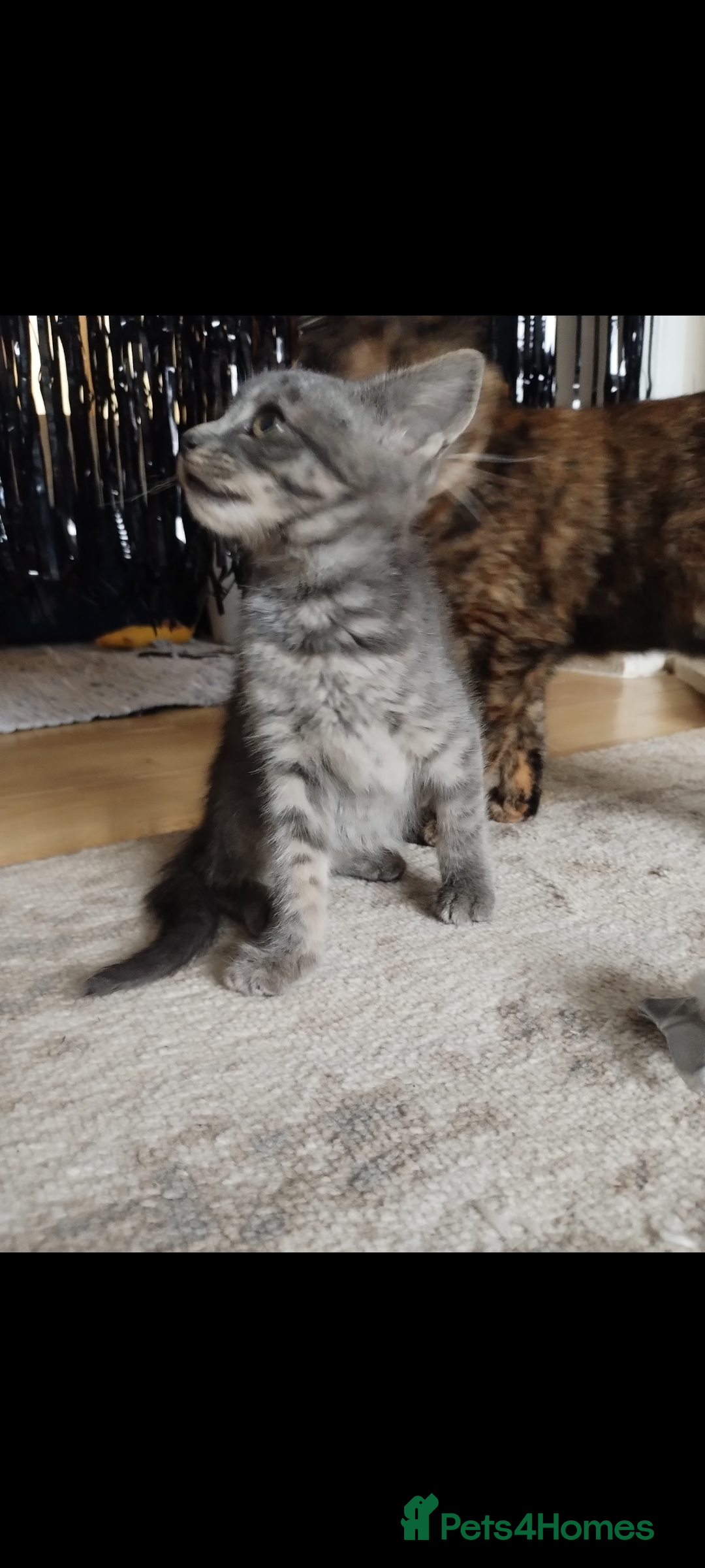 Mixed Breed cats for sale: 2 lovely kittens  - Advert 5