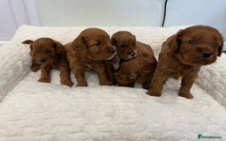 Cavapoo dogs for sale: 7 perfect f1b cavapoo’s. Fully dna & health clear. - Image 13