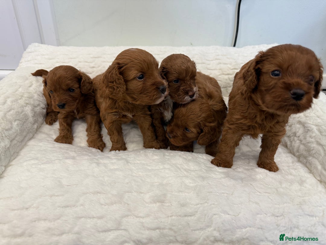 Cavapoo dogs for sale: 7 perfect f1b cavapoo’s. Fully dna & health clear. - Image 13