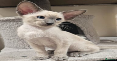 Oriental cats - Advert 8
