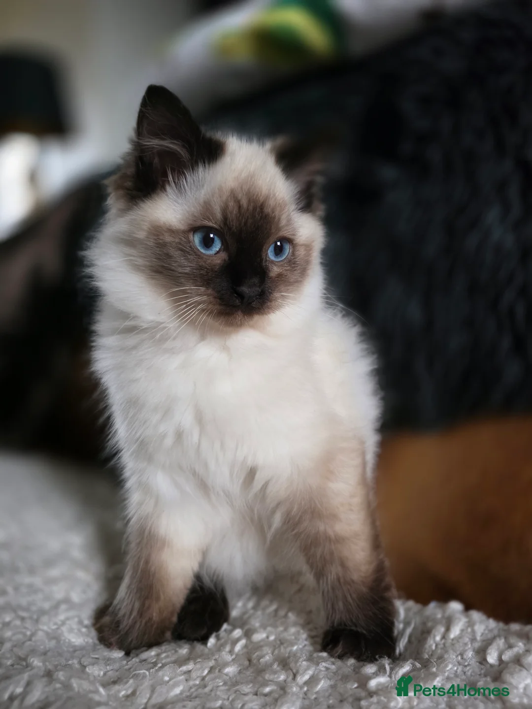 Ragdoll cats for sale: Beautiful Ragdoll Kittens - Advert 2