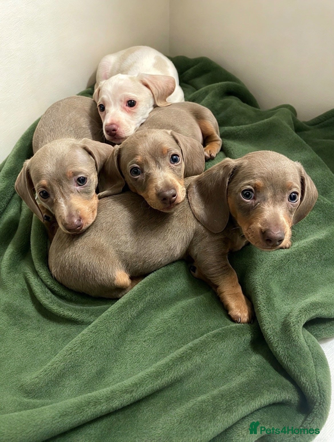 Miniature Dachshund dogs for sale: Beautiful Miniature dachshunds - Advert 8