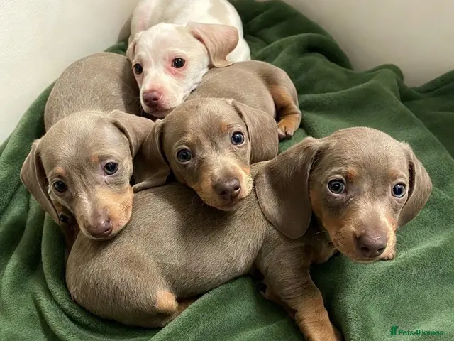 Miniature Dachshund dogs for sale: Beautiful Miniature dachshunds - Advert 8