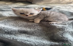 Persian cats for sale: Beautiful British shorthair silver tip mix breed - Image 12