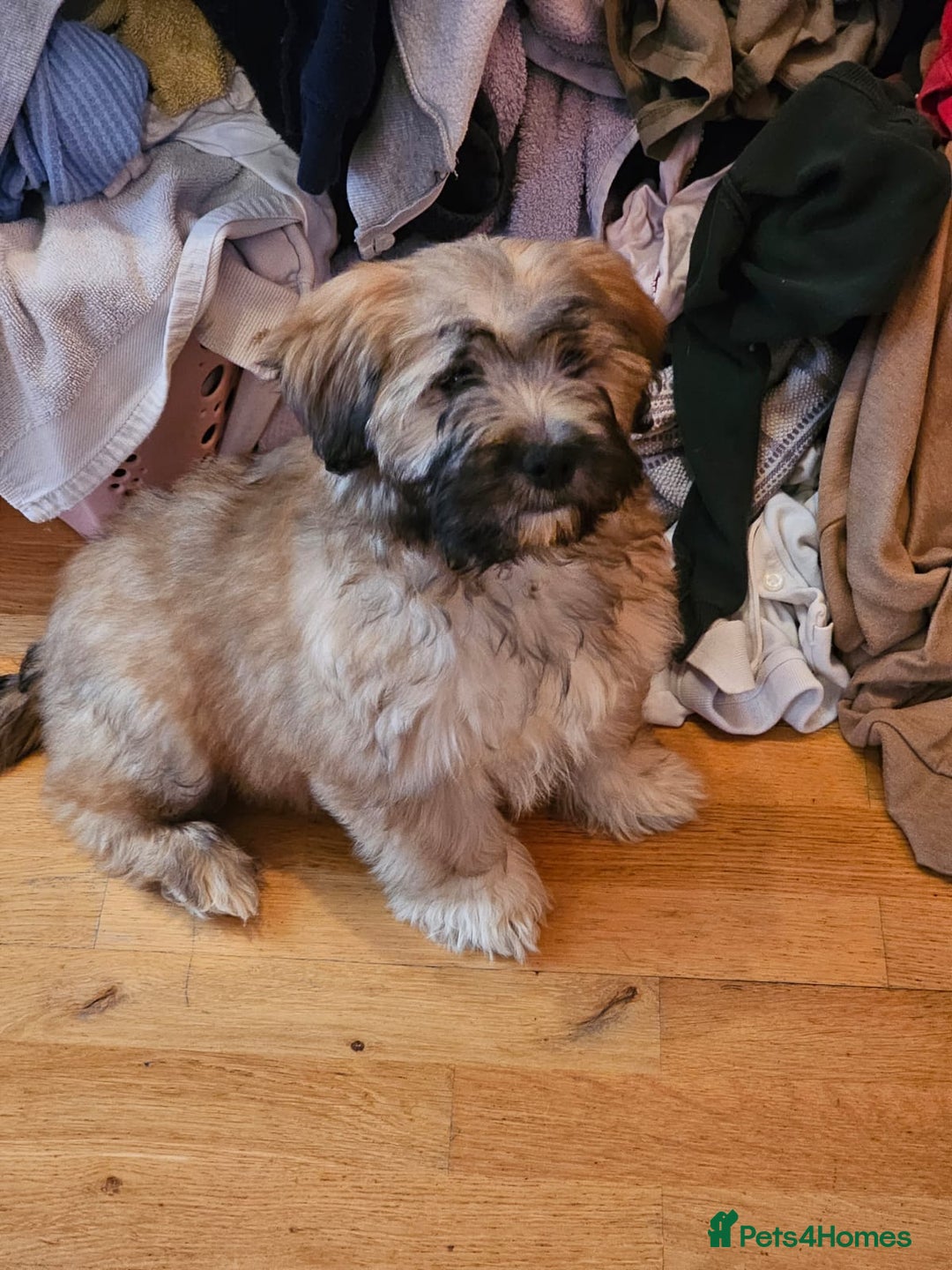 Mixed Breed dogs for sale: Cavapoo cross puppy  - Advert 12