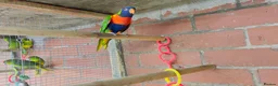 Mixed Breed birds for sale: Different types of birds *read description*  - Advert 10