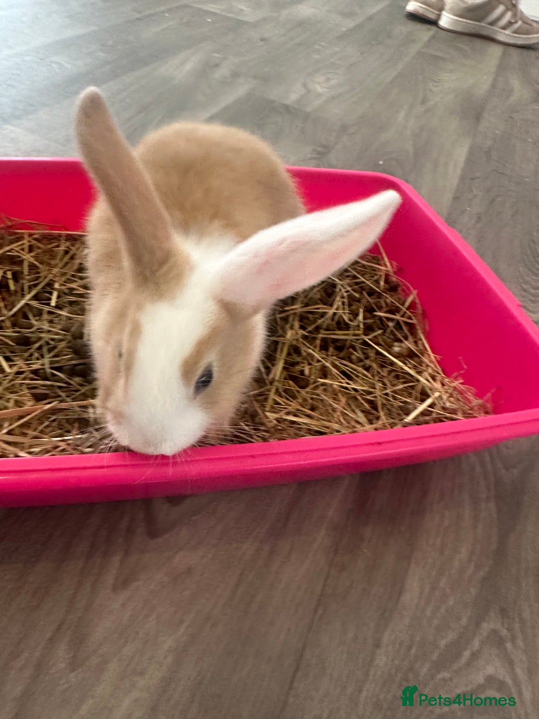 Mixed Breed rabbits for sale: Beautiful bunnies - Advert 1
