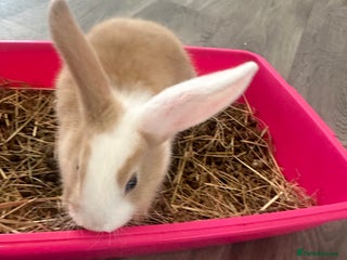 Mixed Breed rabbits Beautiful bunnies - Advert 1