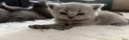 British Shorthair cats for sale: Beautiful British Blue shorthair X Ragdoll babies  - Advert 5