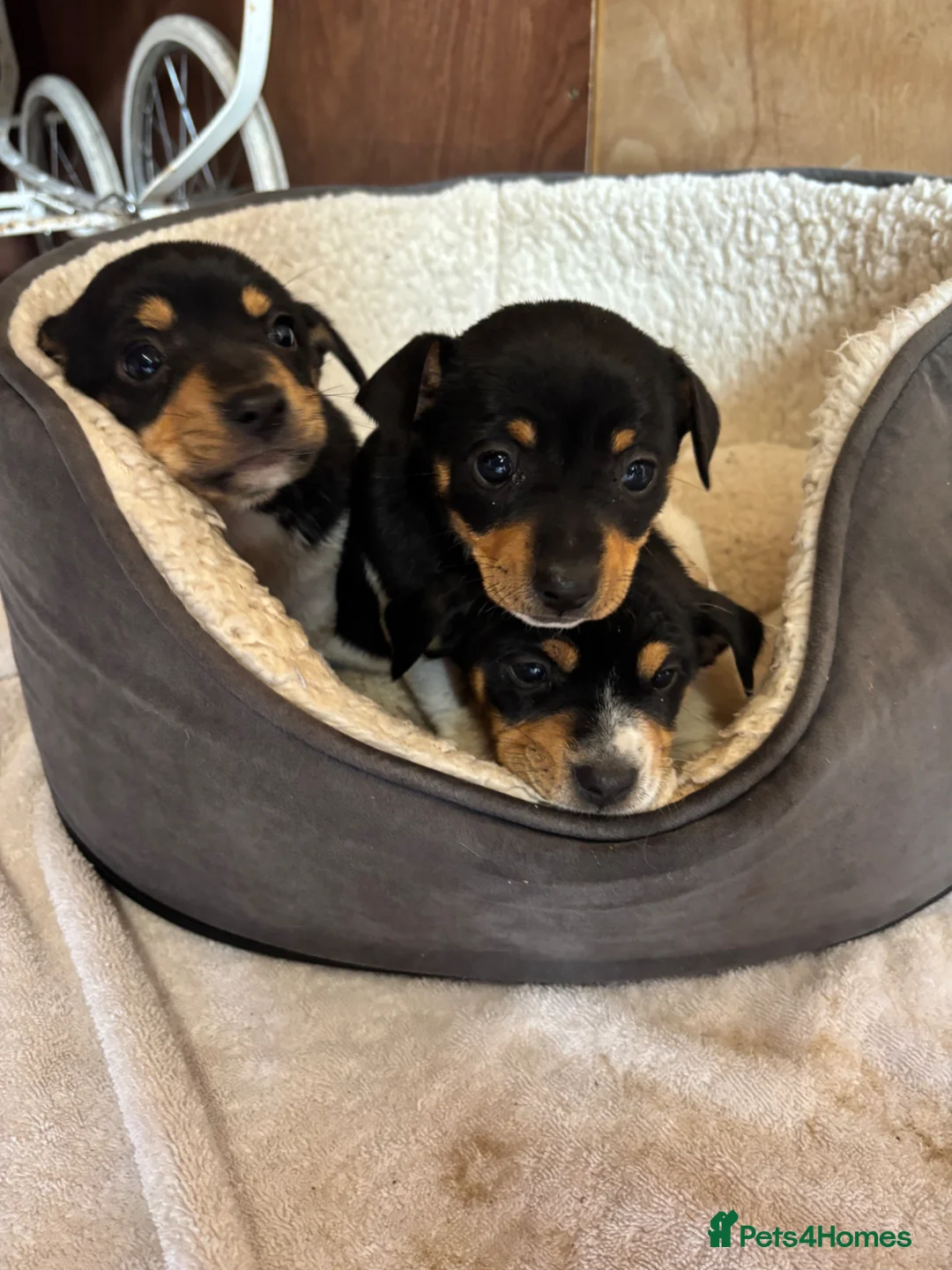 Jackshund dogs for sale: Jack Russell x Dachshund  - Advert 1
