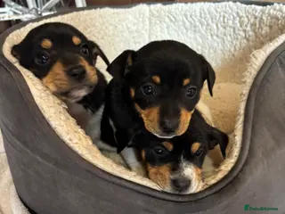 Jackshund dogs Jack Russell x Dachshund - Advert 3