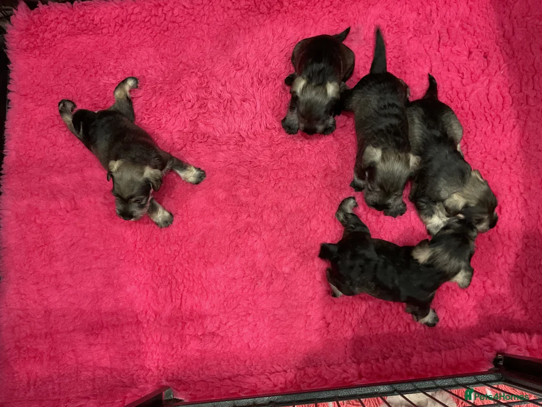 Miniature Schnauzer dogs for sale: P/S MINIATURE SCHNAUZERS - Advert 2