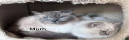 Ragdoll cats for sale: Ragdoll kittens - Advert 23