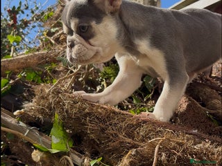 French Bulldog dogs - Advert 14