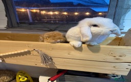 Mini Lop rabbits for sale: Two bonded mini lops for sale  - Image 2