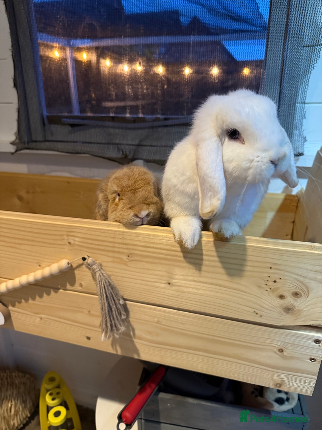 Mini Lop rabbits for sale: Two bonded mini lops for sale  - Image 2