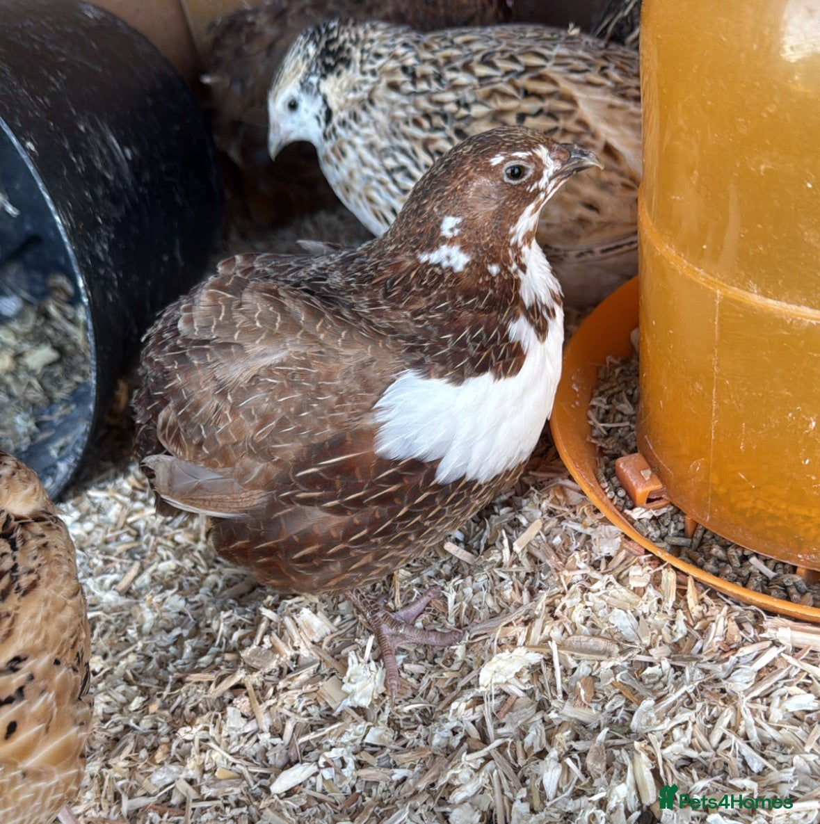 Quail poultry Breeding pen quail  - Advert 9