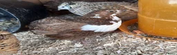 Quail poultry for sale: Breeding pen quail  - Advert 1