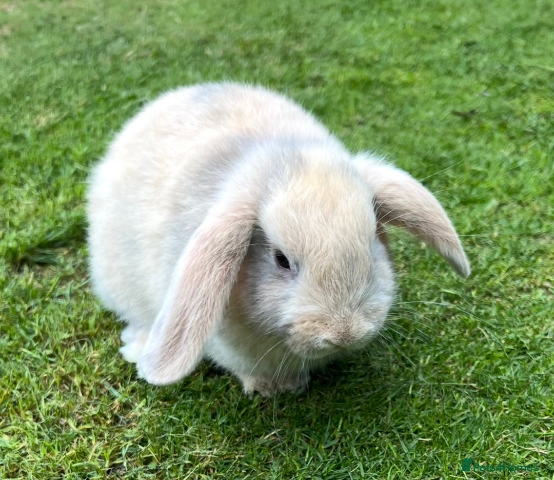 Mini Lop rabbits for sale: Mini Lops Ready now!!!!  in Coalville - Image 25
