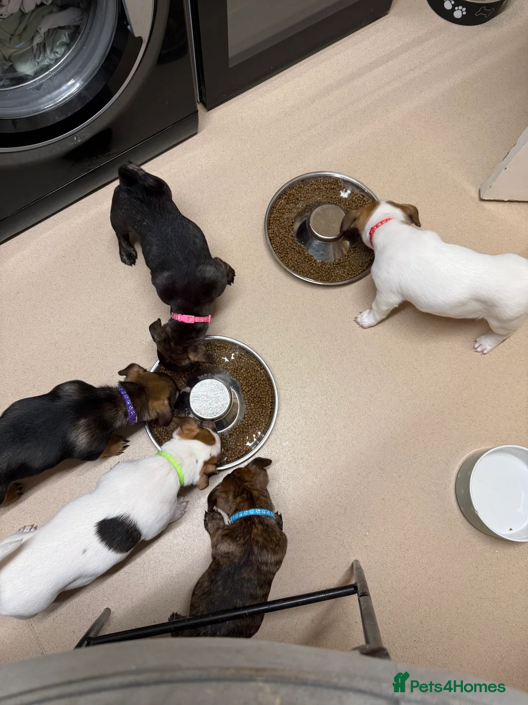 Mixed Breed dogs for sale: German Shepherd x Staffy x Jack Russell puppies  - Advert 17