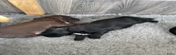 Sprocker dogs for sale: Beautiful Sprocker Puppies - Advert 6