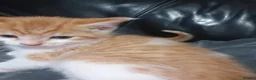 British Shorthair cats for sale: Stunning Kittens Ready For Forever Homes  - Advert 18