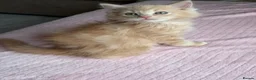 Ragdoll cats for sale: £950 Full pedigree Tica Ready now  - Advert 12