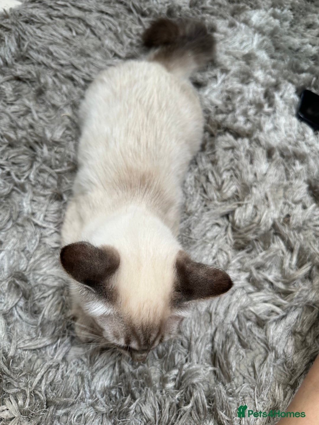Ragdoll cats for sale: Ragdoll Lynx Blue point male - Image 8