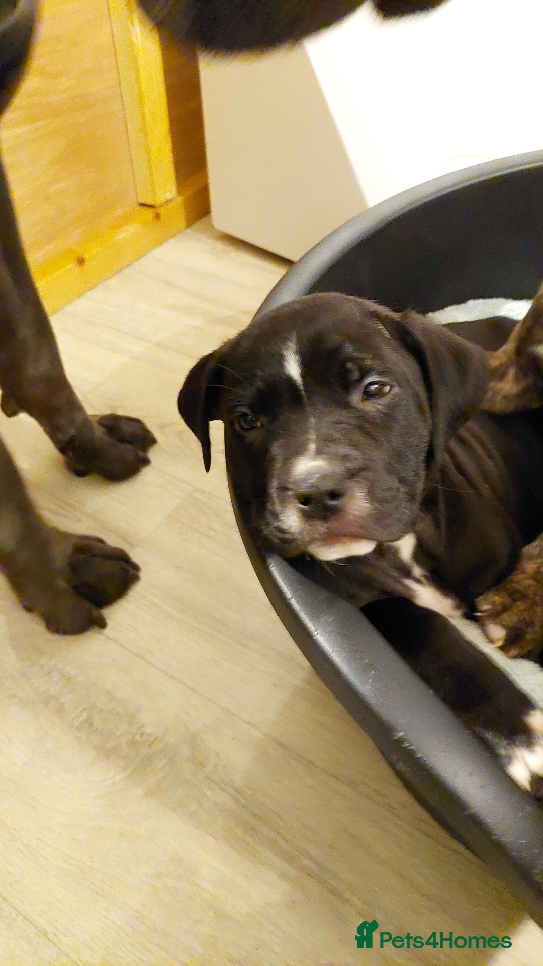Mixed Breed dogs for sale: Cane Corso cross American bulldog puppy's  - Advert 10