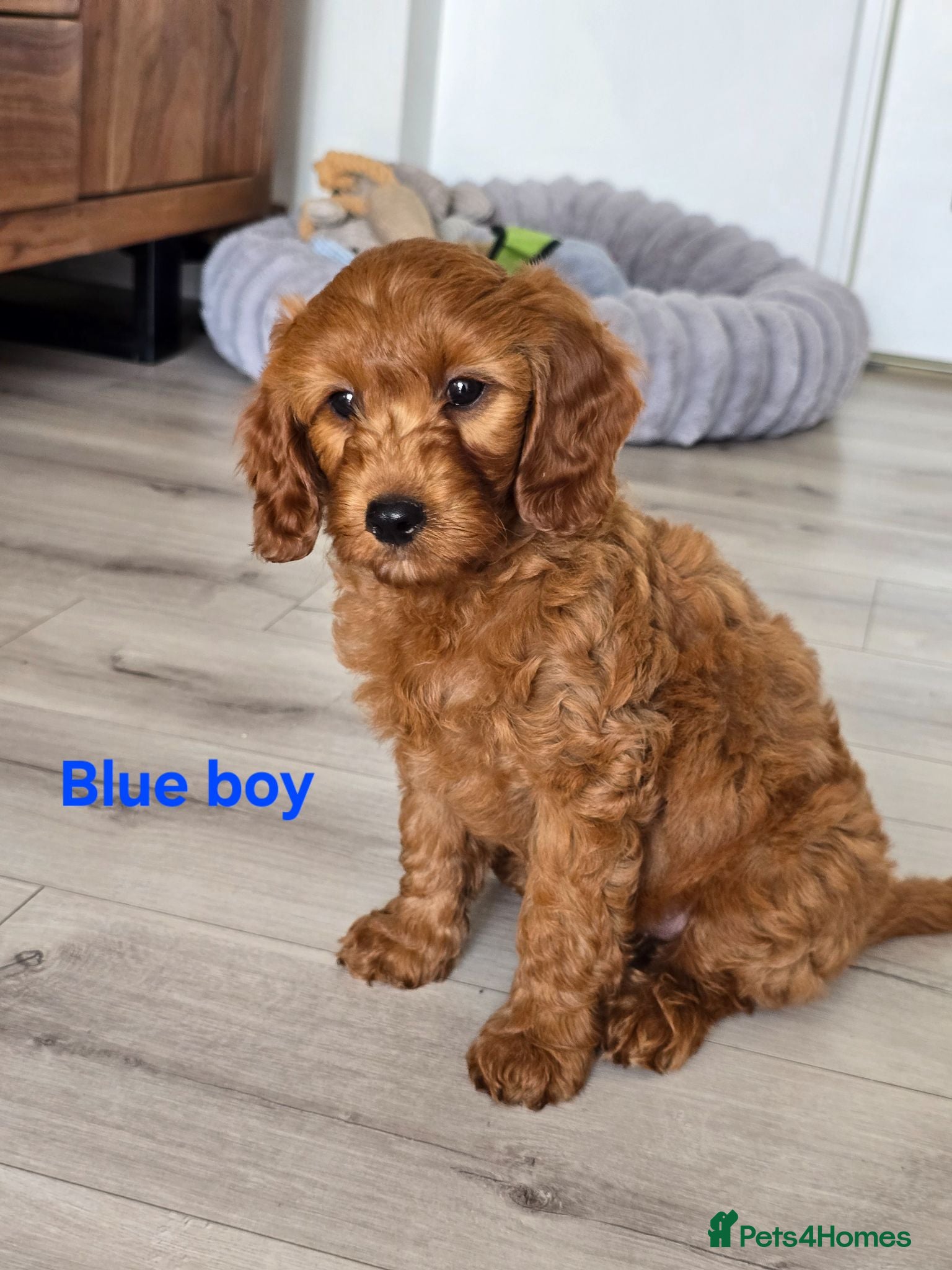Cavapoo dogs MiniatureF1B💥DNAHealthTestedParents💥FamilyRaised - Advert 2