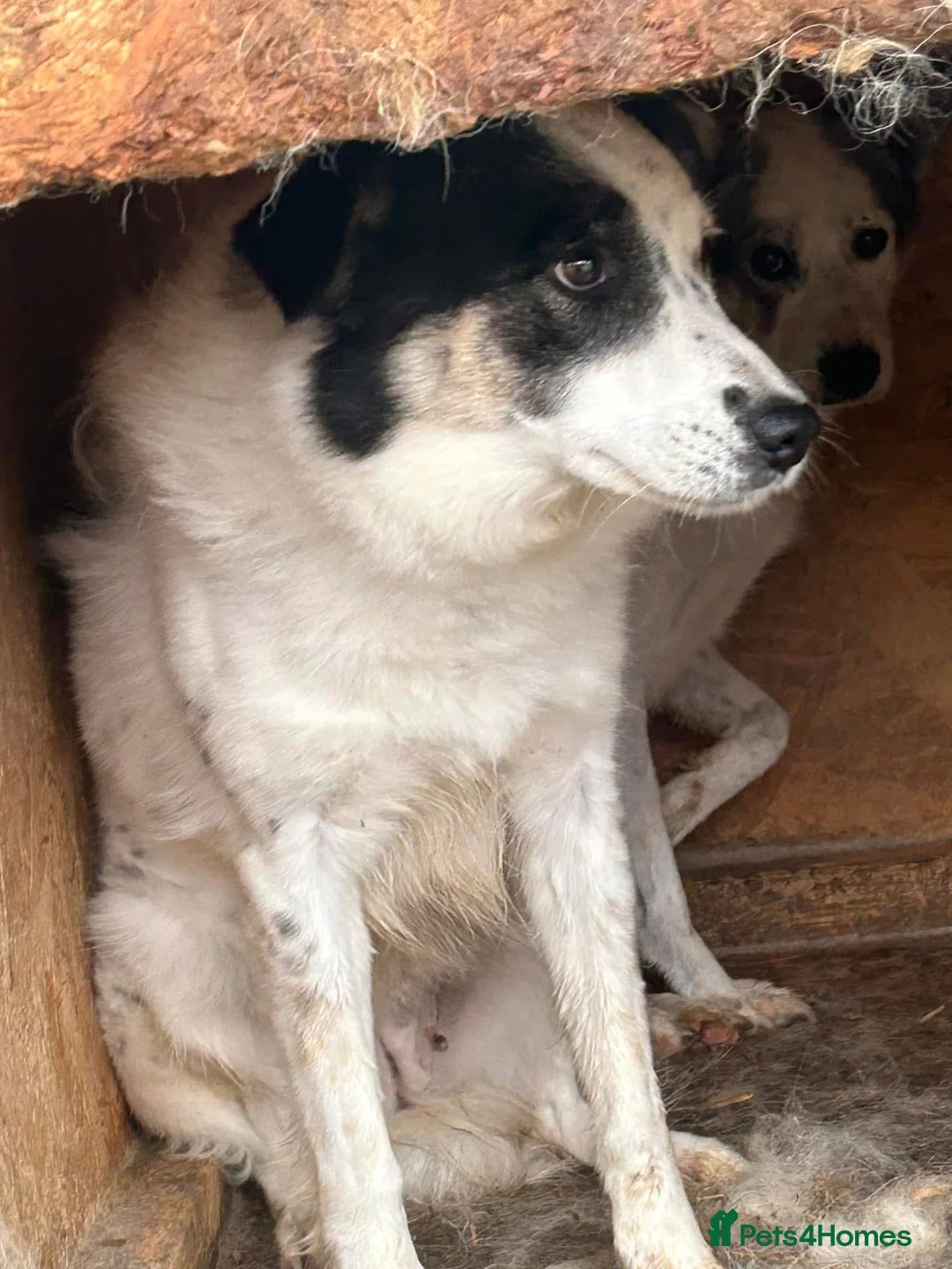 Mixed Breed dogs for adoption: Queenie - Norwich Norfolk  in Norwich - Advert 3