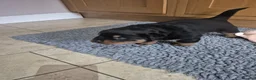 Rottweiler dogs for sale: Strong Traditional Rottweiller Puppies - Advert 9