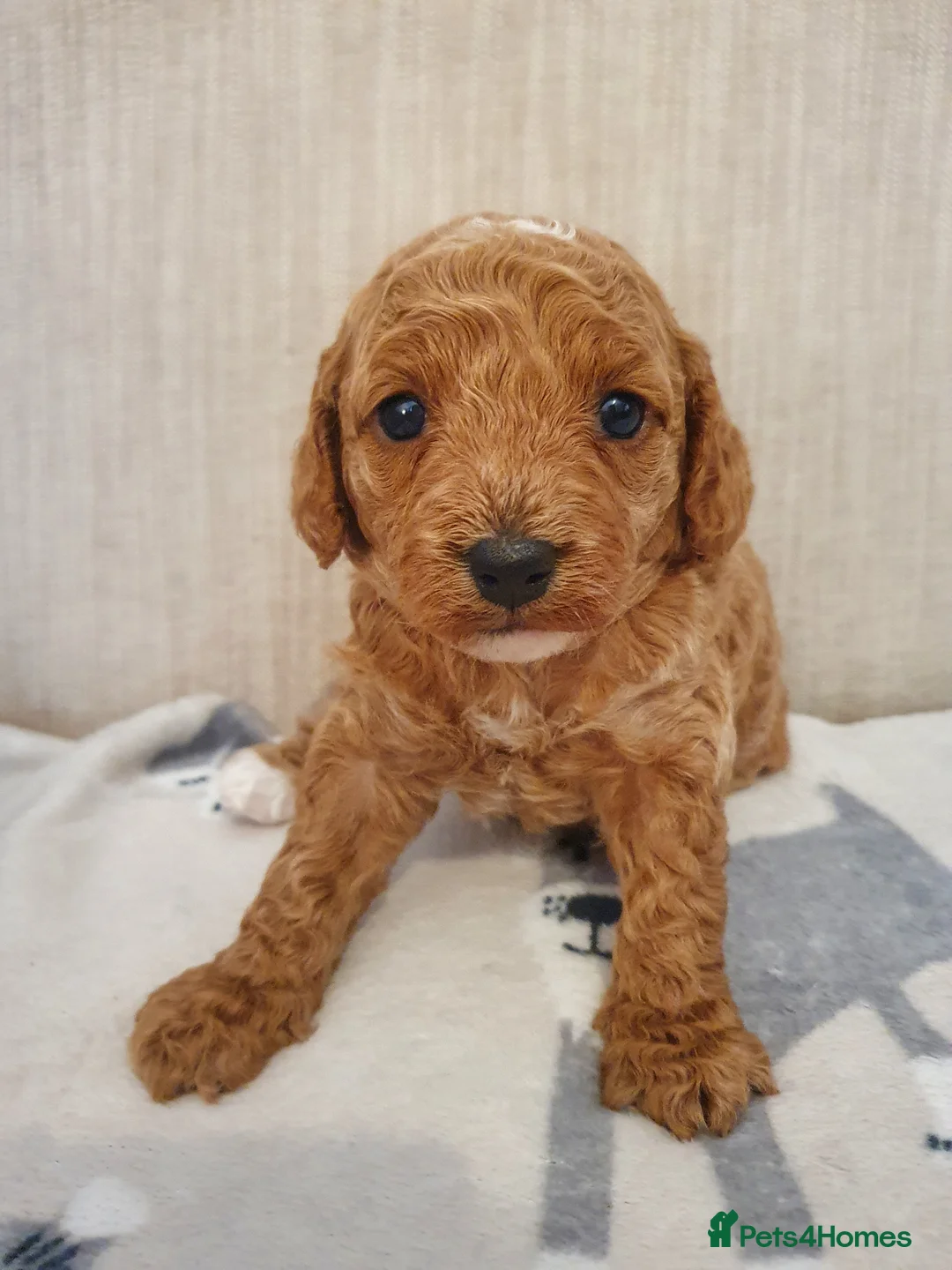 Cavapoo dogs for sale: Beautiful Red Cavapoo Puppies F1BB in Boston - Advert 12
