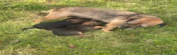 Border Terrier dogs for sale: Border terrier puppies in Lanark - Advert 5