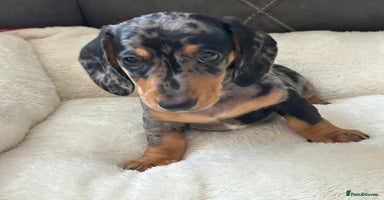Miniature Dachshund dogs - Advert 16