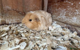 Guinea Pig rodents for sale: 1 boy 2 girl piggies - Image 4