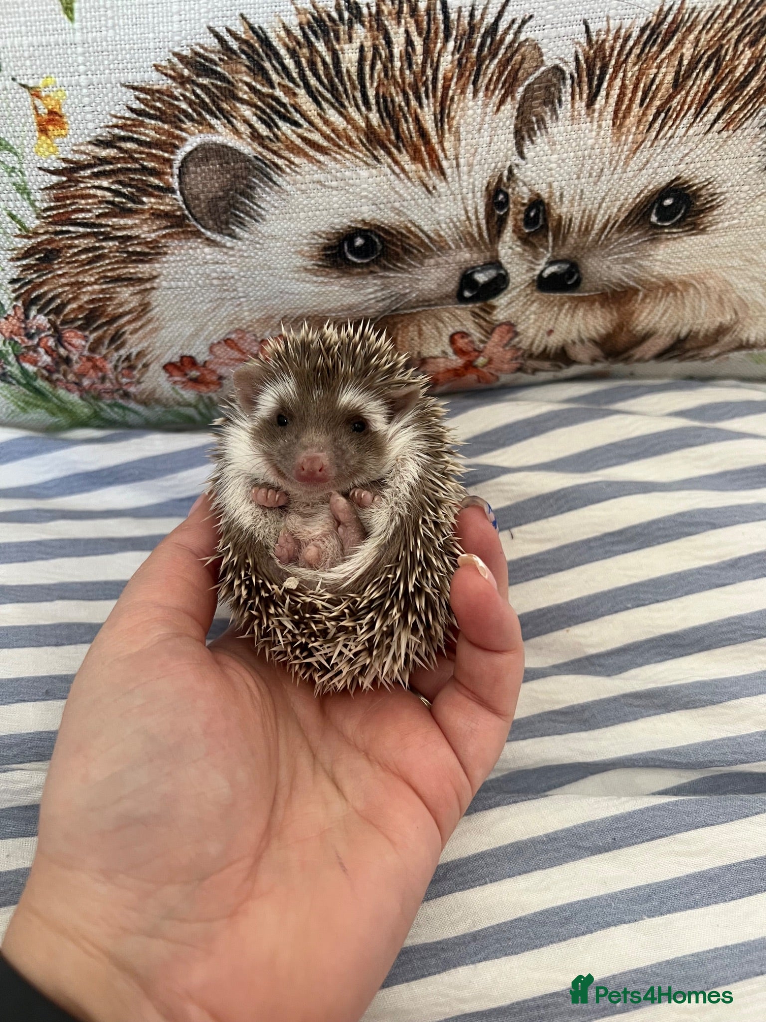 Pygmy Hedgehog rodents Male African Pygmy Hedgehog 🦔 - Advert 1