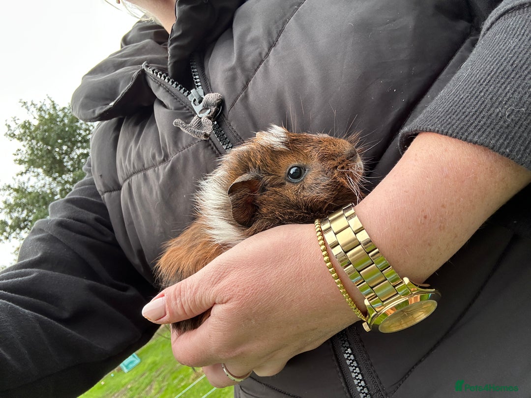 Guinea Pig rodents for sale: Baby Guinea Pigs ready now - Image 17