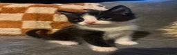 Mixed Breed cats for sale: Adorable British long hair Cross Kittens  in Northwich - Advert 3